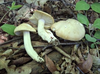 Calocybe gambosa