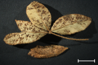 Uromyces minor