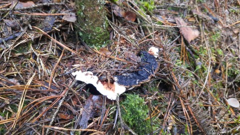 Heterobasidion parviporum