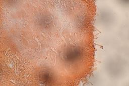 Lactocollybia epia