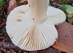 Russula fellea