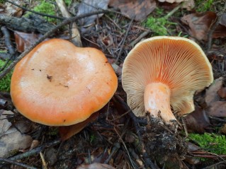 Lactarius deliciosus