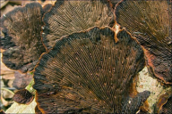 Daedaleopsis tricolor