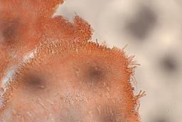 Lactocollybia epia
