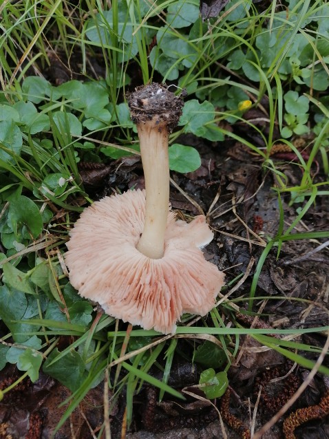 Pluteus cervinus
