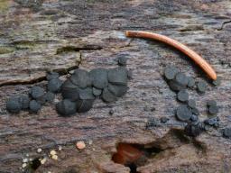 Bulgariella pulla