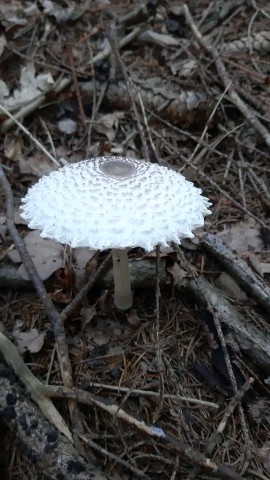 Macrolepiota excoriata