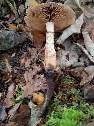 Hebeloma radicosum