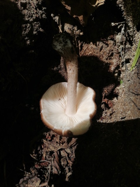 Pluteus cervinus