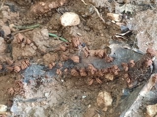 Stemonitis