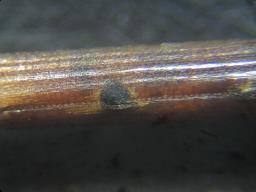 Heterotruncatella spartii