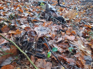 Tricholoma colossus