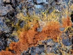 Tomentella umbrinospora