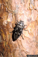 Chalcophora mariana