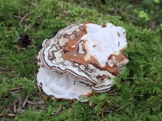 Heterobasidion parviporum