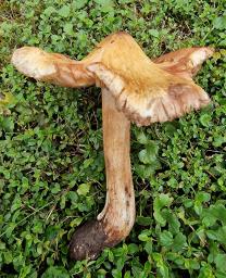 Inocybe fraudans
