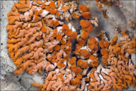Xanthoria elegans