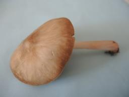 Pluteus ephebeus