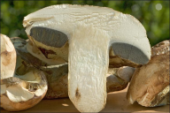 Caloboletus radicans
