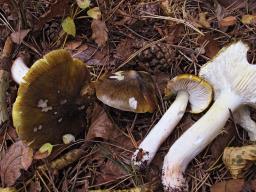 Tricholoma viridilutescens