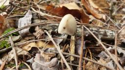 Coprinellus domesticus
