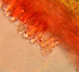 Rigidoporus crocatus