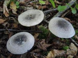 Tricholoma atrosquamosum
