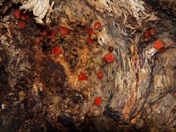 Scutellinia vitreola