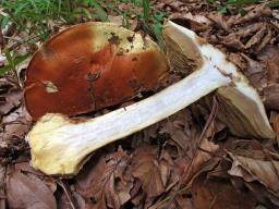 Calonarius elegantissimus