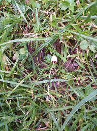 Conocybe apala