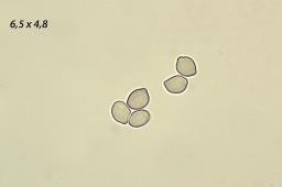 Cephalotrichum stemonitis