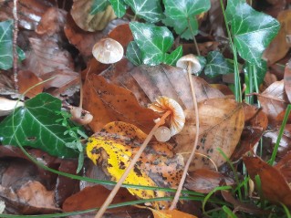 Mycena crocata