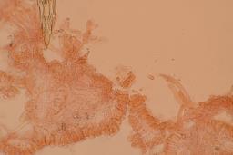 Calyptella capula