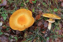 Phaeolepiota aurea