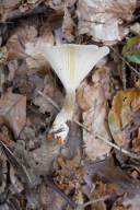Ampulloclitocybe clavipes