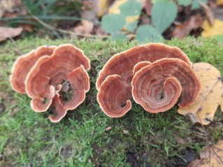 Stereum insignitum