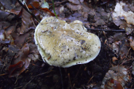 Tricholoma sejunctum