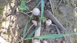 Psathyrella panaeoloides