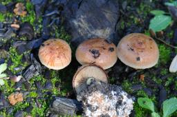 Hebeloma anthracophilum