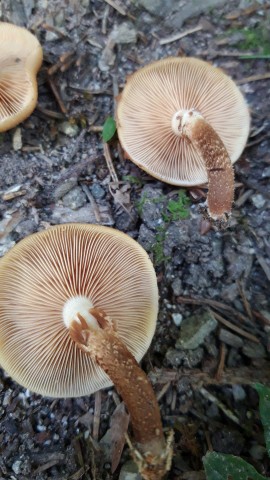 Kuehneromyces mutabilis