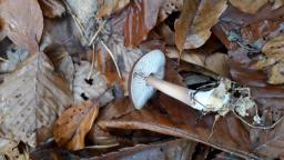 Rhodocollybia asema