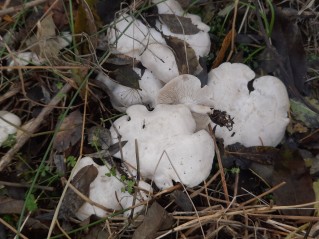 Leucocybe connata