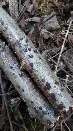 Hypoxylon fuscum