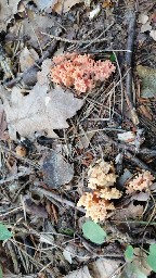 Ramaria botrytis
