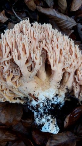 Ramaria formosa