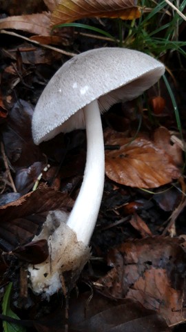 Volvariella taylorii