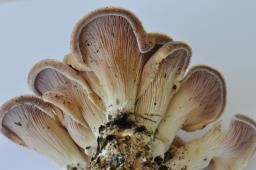 Panus neostrigosus