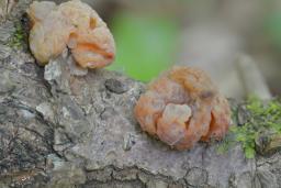 Naematelia encephala