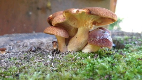 Tricholomopsis flammula