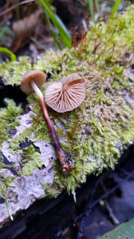 Marasmius cohaerens